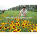 Coreopsis tinctoria seeds for cultivating